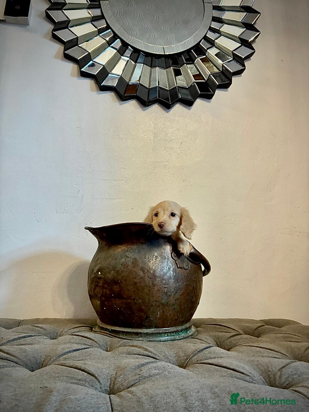 Miniature Dachshund dogs for sale: cream colour's KC miniture dachshund - Image 29