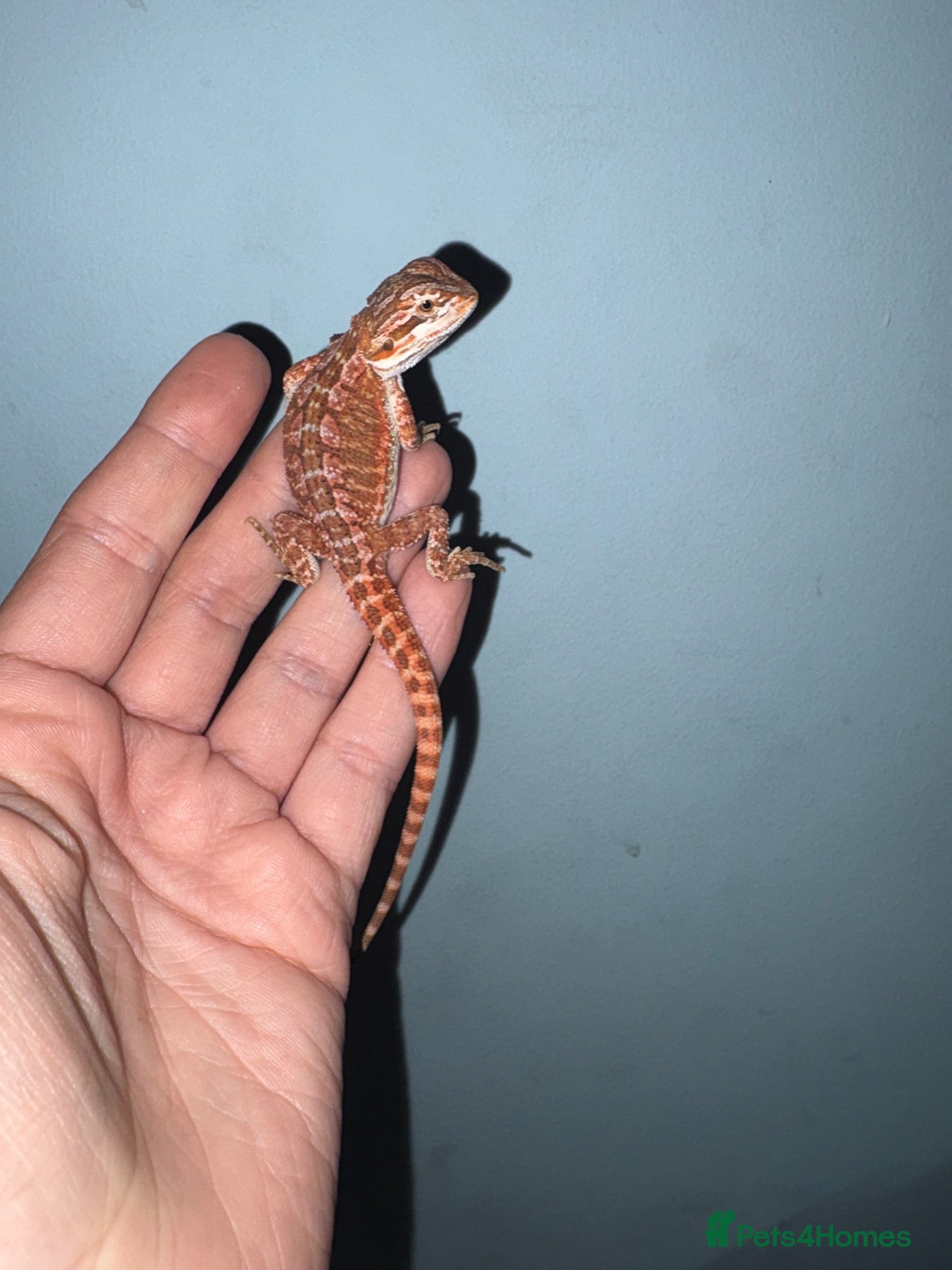 Bearded Dragon reptiles Very friendly dragons - Advert 2