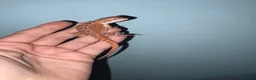 Bearded Dragon reptiles for sale: Very friendly dragons - Advert 2