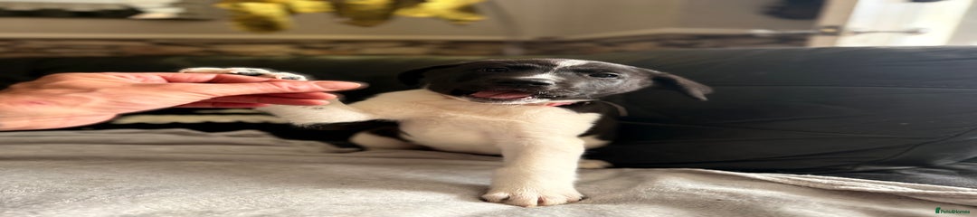 Mixed Breed Puppy 2