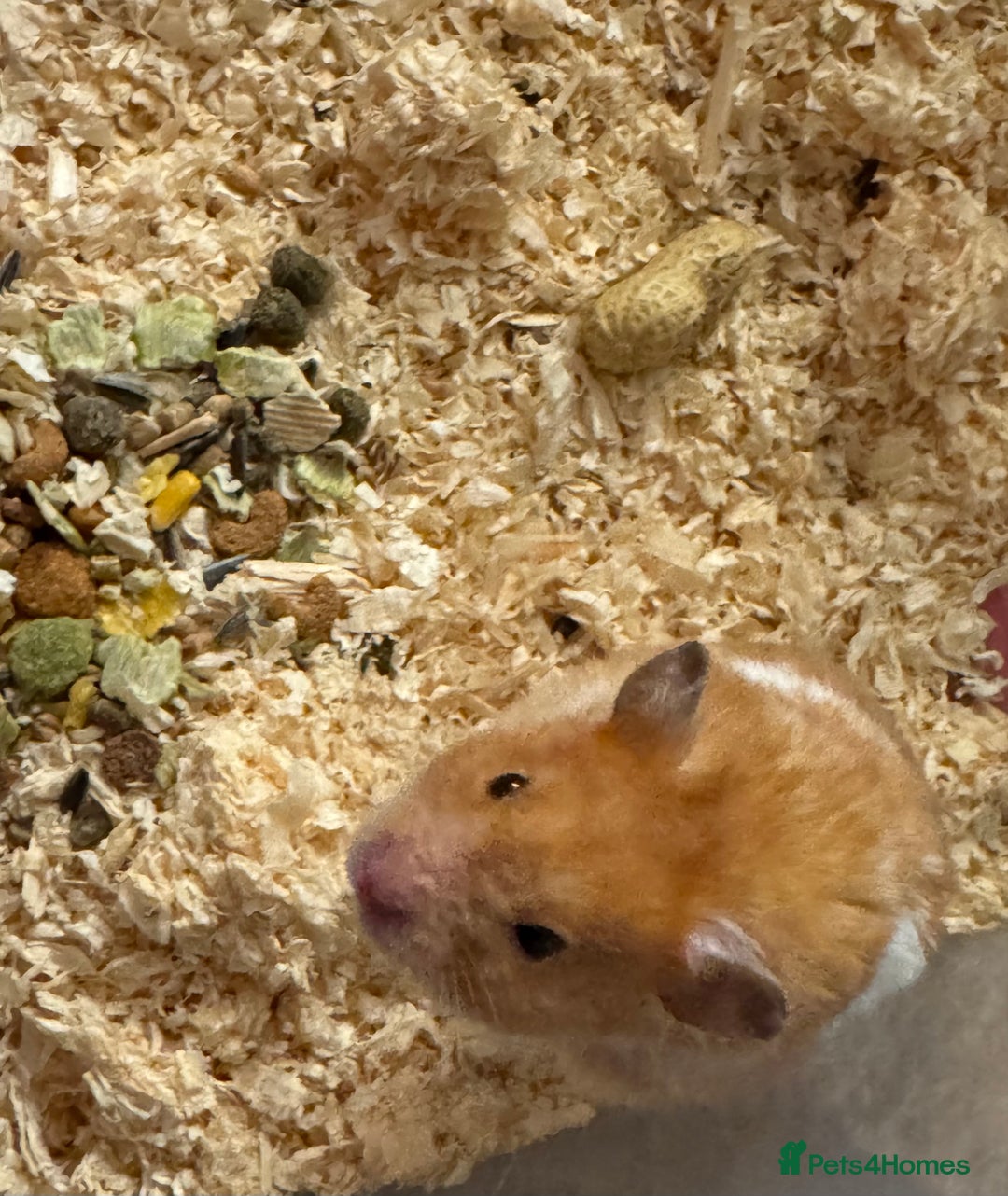 Hamster rodents for sale: Beautiful home-bred Syrian hamsters  - Advert 5