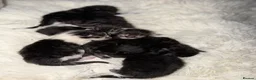 Maine Coon cats for sale: 6 beautiful Maine coon kittens  - Advert 3
