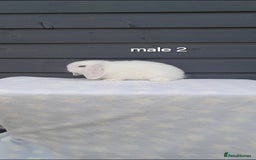 Mini Lop rabbits for sale: Gorgeous mini lop rabbits  - Image 14