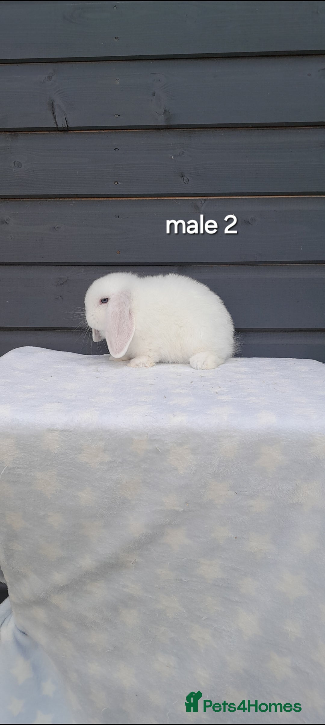 Mini Lop rabbits for sale: Gorgeous mini lop rabbits  - Image 14