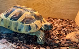 Hermann Tortoise reptiles for sale: Dobby - Male Hermann's tortoise - Image 5