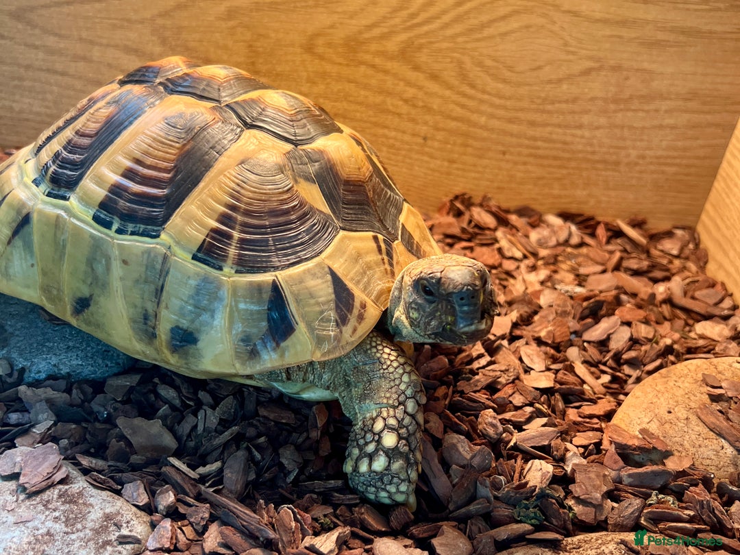 Hermann Tortoise reptiles for sale: Dobby - Male Hermann's tortoise - Image 5