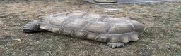 Tortoise reptiles for sale: Large male sulcata tortoise in Ipswich - Advert 4