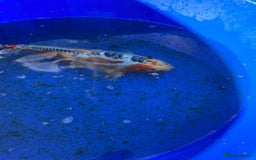 Koi Carp fish for sale: Koi fish - Image 12