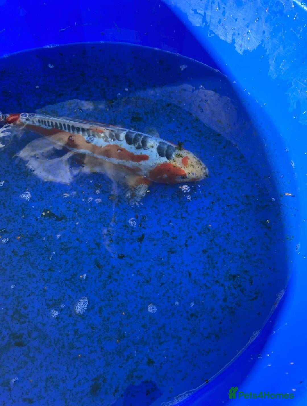 Koi Carp fish for sale: Koi fish - Image 12