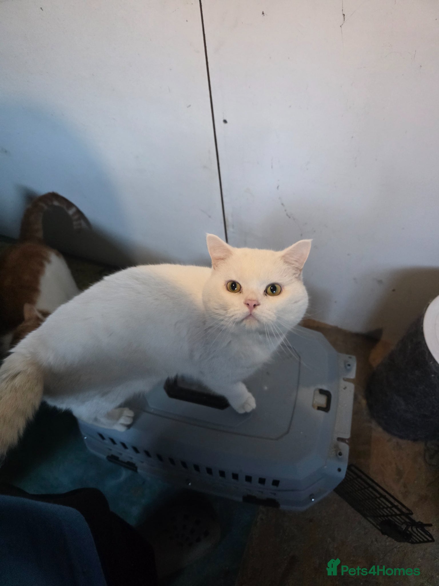British Shorthair cats White British short hair - Advert 6