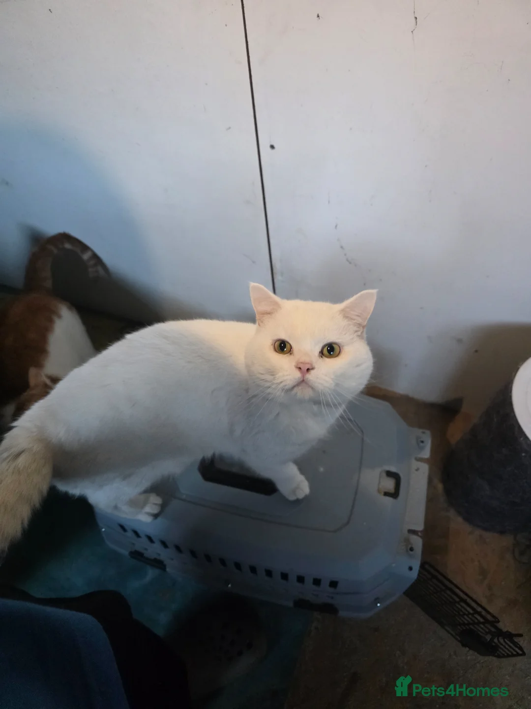 British Shorthair cats for sale: White British short hair - Advert 1