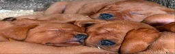 Labrador Retriever dogs for sale: Beautiful dark fox red labrador puppies for sale - Advert 5