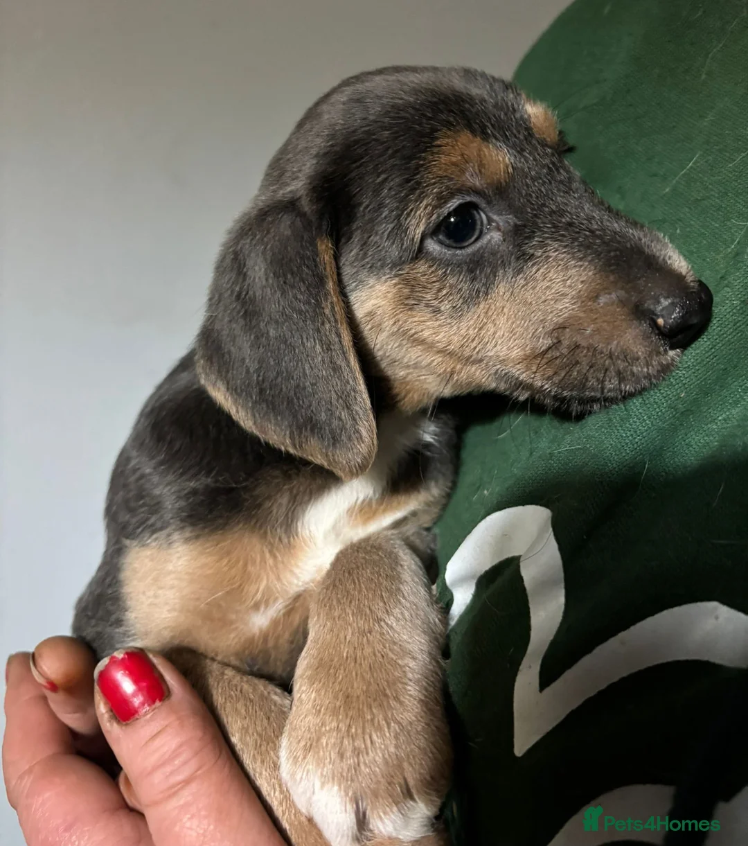 Jackapoo dogs for sale: Adorable Jackapoo Puppies  - Advert 3