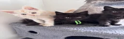 Maine Coon cats for sale: Big Ears & Fluffy Coats – Maine Coon Kittens  - Advert 7