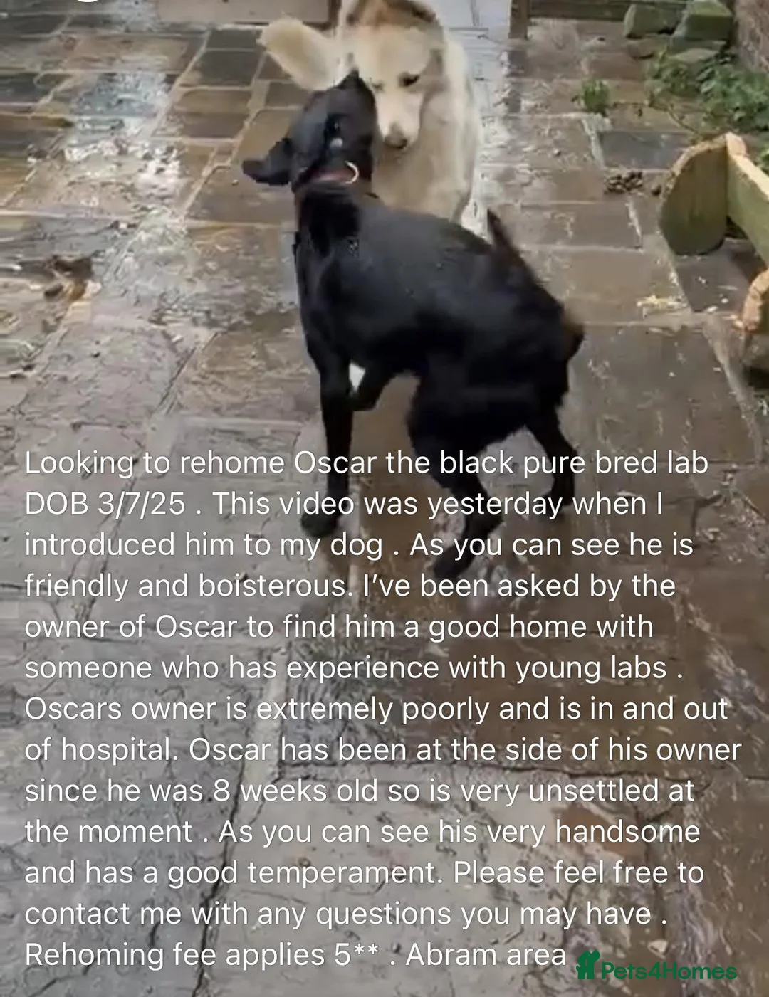 Labrador Retriever dogs for sale: Labrador retiever pure bred in Manchester - Advert 1