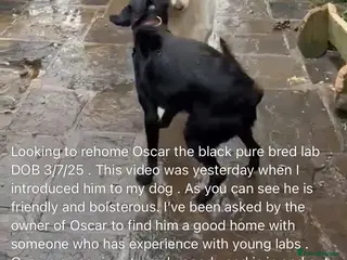 Labrador Retriever dogs Labrador retiever pure bred - Advert 15