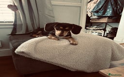Dachshund dogs for sale: 8 month gorgeous chocolate/tri dachshund girl - Image 6