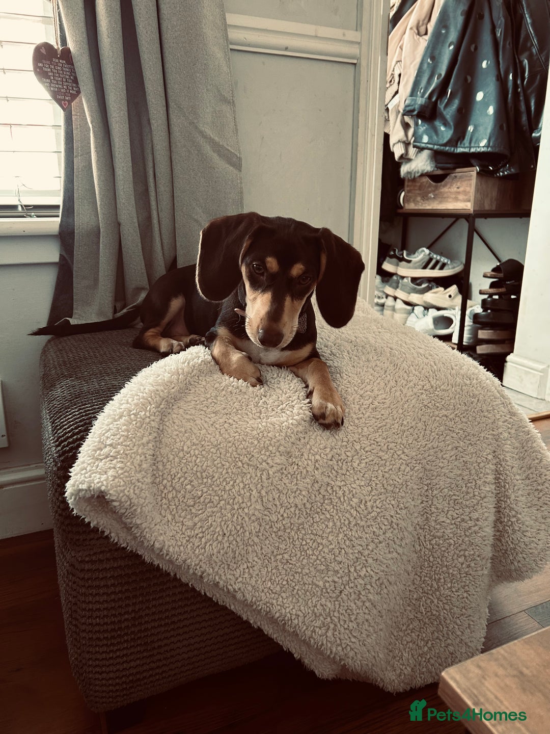 Dachshund dogs for sale: 8 month gorgeous chocolate/tri dachshund girl - Image 6