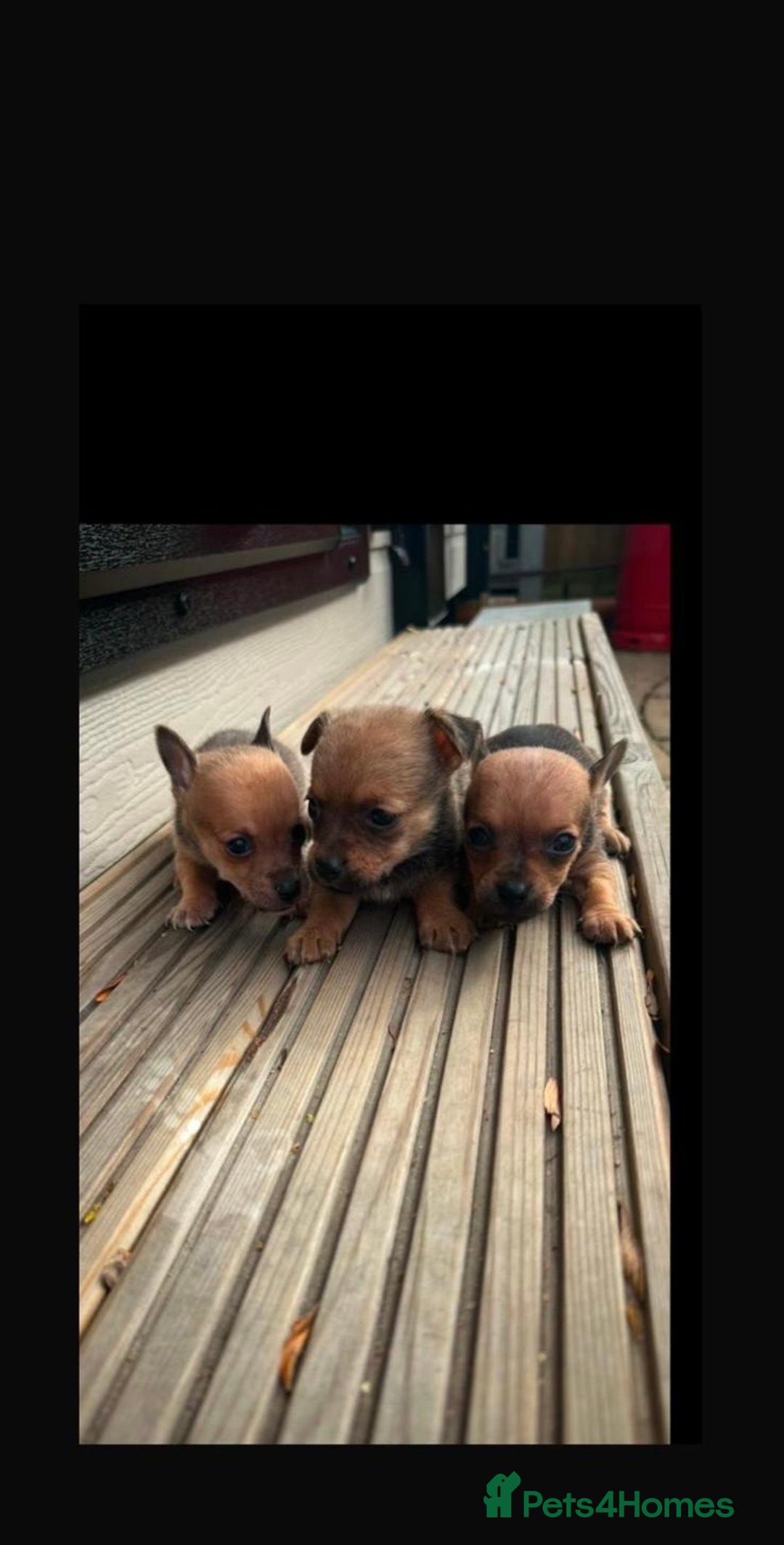 Chihuahua dogs for sale: 3 stunning  **  chihuahua puppies ready to go  - Advert 1