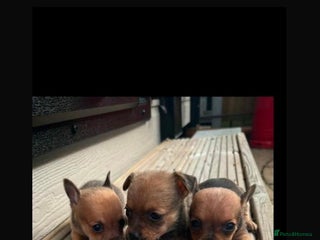 Chihuahua dogs 3 stunning teacup chihuahua puppies ready to go - Advert 5