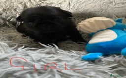 Pug dogs for sale: Beautiful litter of pugs health tested parents 🐶 - Image 6