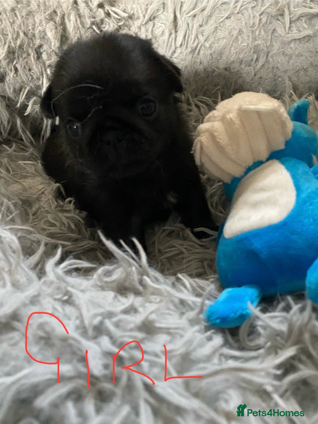 Pug dogs for sale: Beautiful litter of pugs health tested parents 🐶 - Image 6