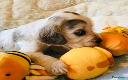 Cocker Spaniel dogs for sale: Show Type Health Tested, KC Reg puppies  - Image 23