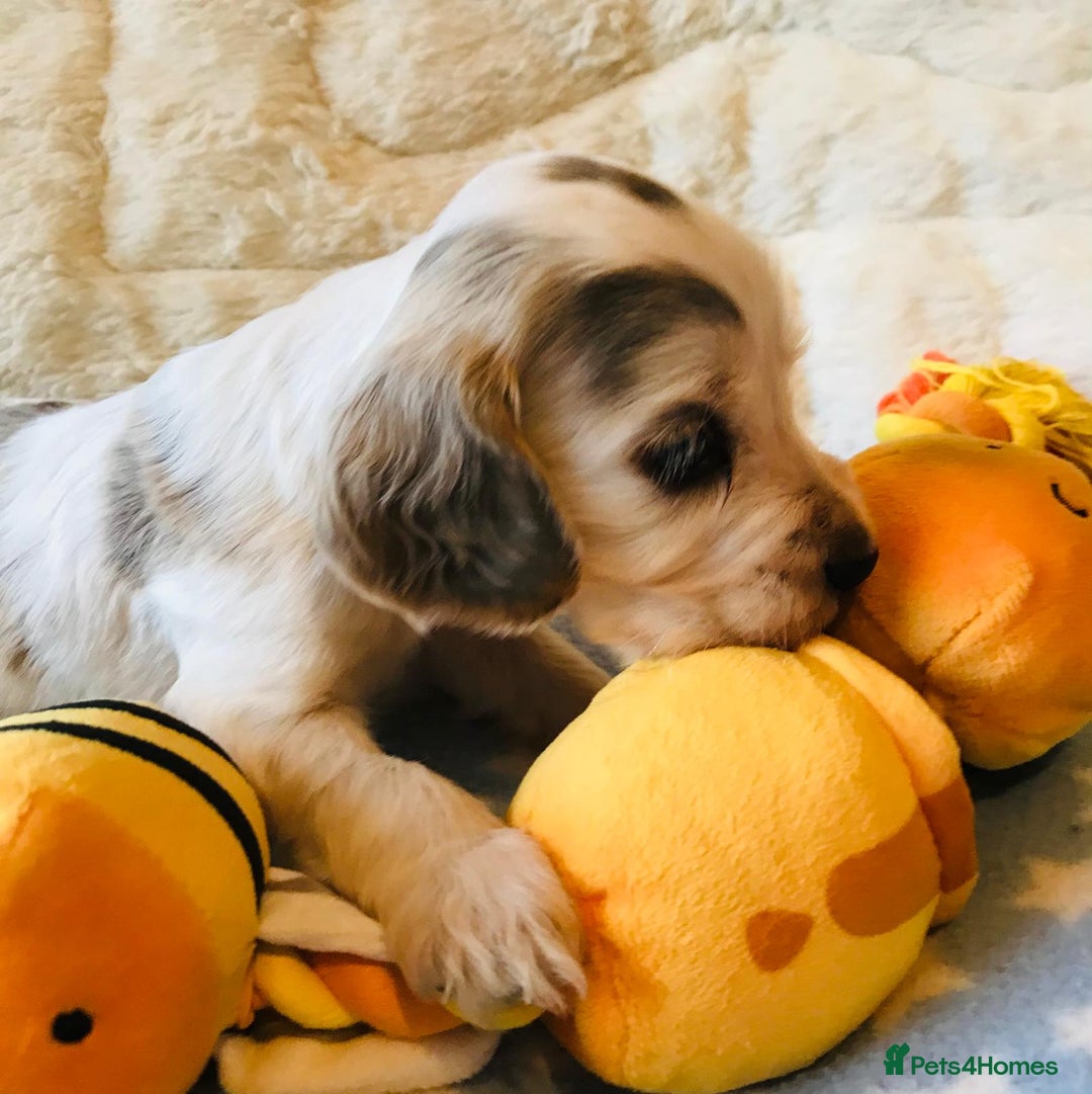 Cocker Spaniel dogs for sale: Show Type Health Tested, KC Reg puppies  - Image 23