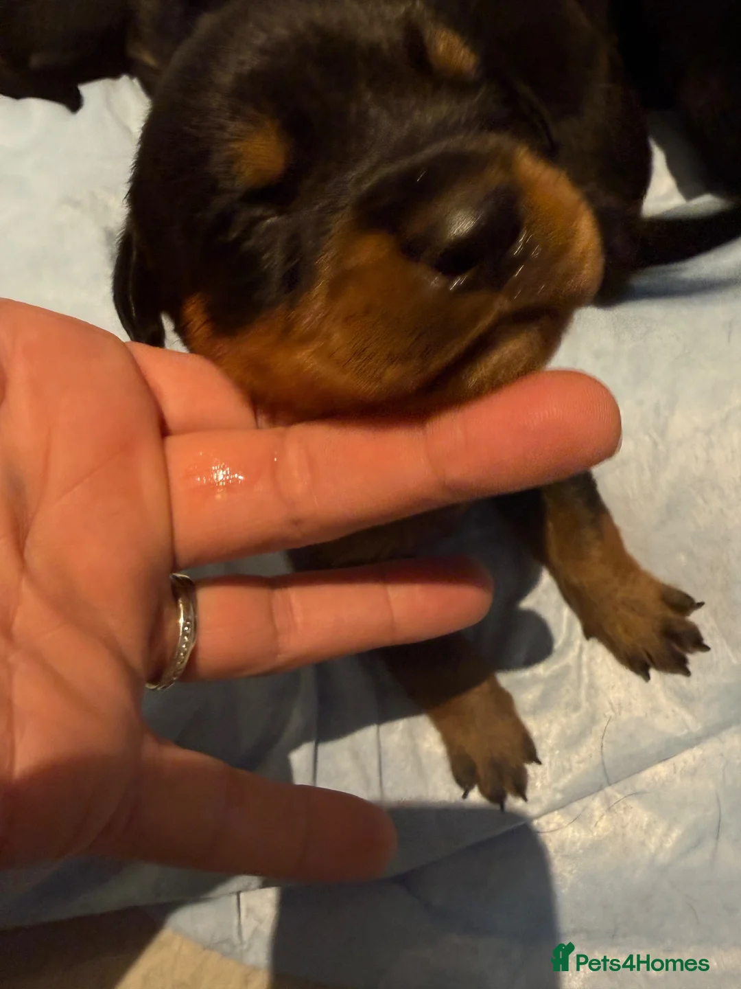 Rottweiler dogs for sale: Rottweiler puppies  in Bromsgrove - Advert 3