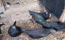 Chickens poultry for sale: Bantam Dutch Chickens - Image 2