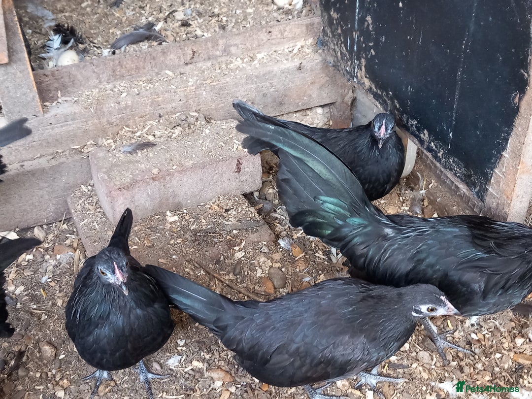 Chickens poultry for sale: Bantam Dutch Chickens - Image 2