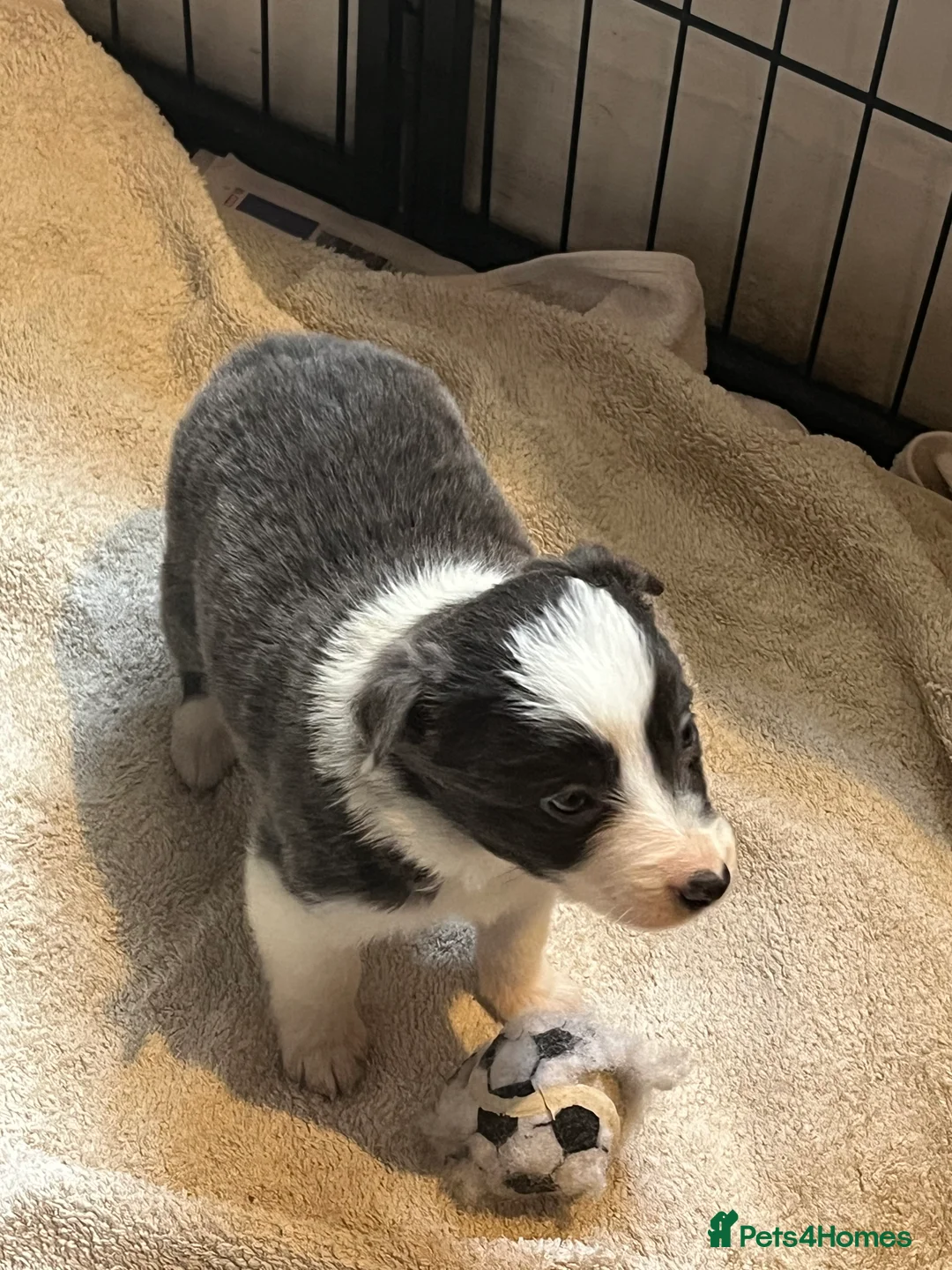 Border Collie dogs for sale: Border collie puppies, excellent litter!!  - Advert 24