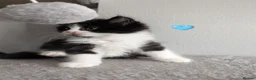 Maine Coon cats for sale: 🩵🩷Maine coon cross kitty's available now🩷🩵 - Advert 6