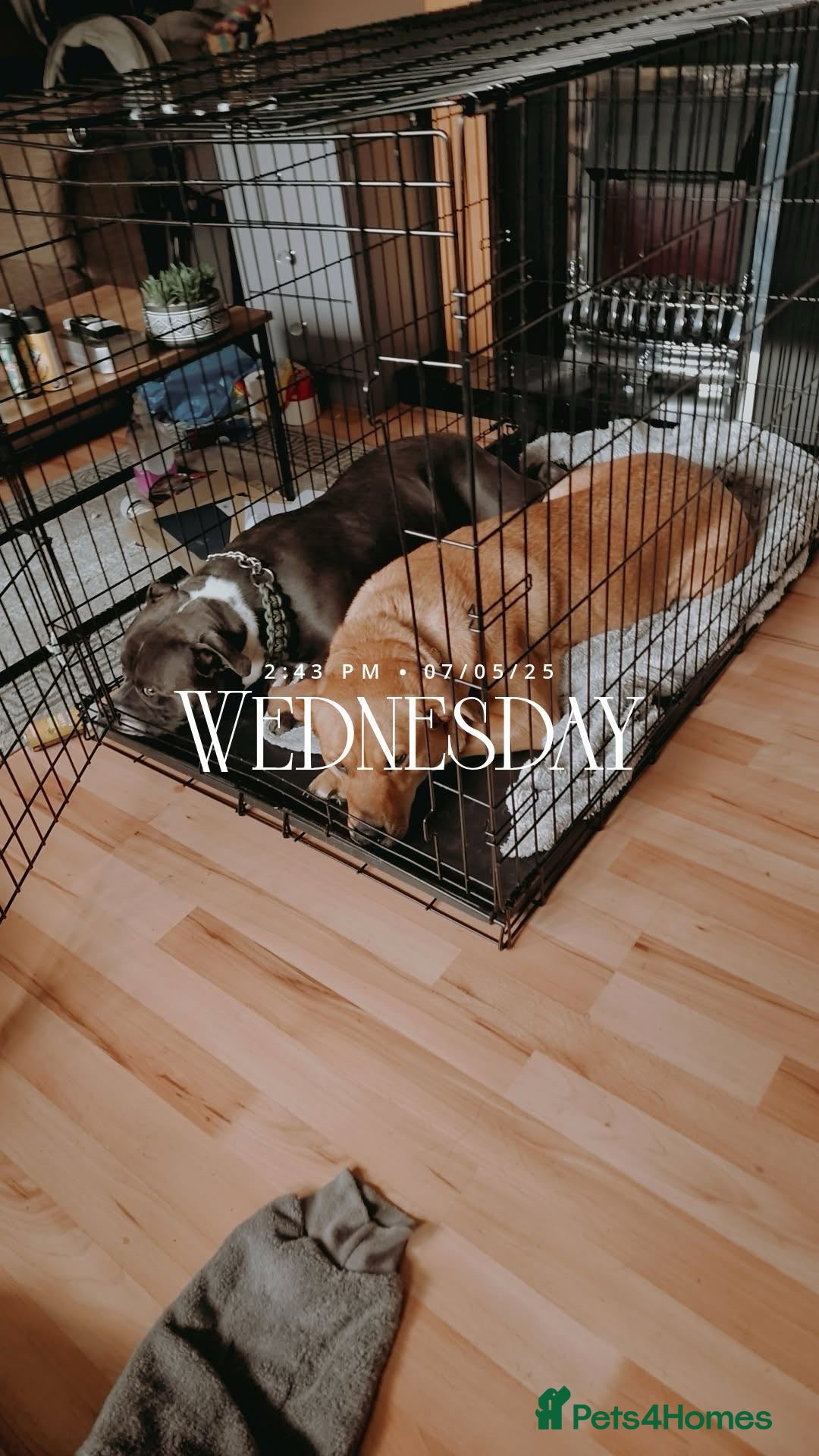 Mixed Breed dogs for sale: 1 boy left for £250 - Image 2