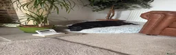 Labrador Retriever dogs for sale: 8 Black Labrador Pups in Hexham - Advert 4