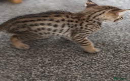 Savannah cats for sale: Beautiful full pedigree savannah kittens  - Image 28