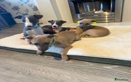 Whippet dogs for sale: 8 Week Old Whippet Puppies  - Advert 8