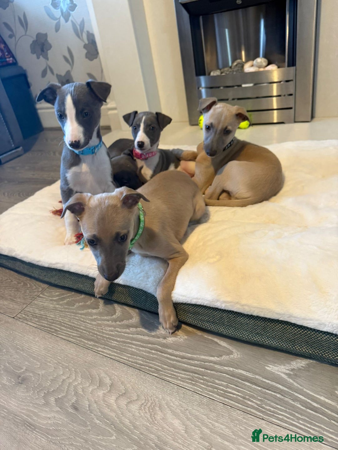 Whippet dogs for sale: 8 Week Old Whippet Puppies  - Advert 8