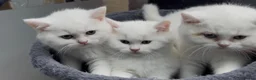 British Shorthair cats for sale: ⭐️GCCF registered British shorthair kittens⭐️ - Advert 27
