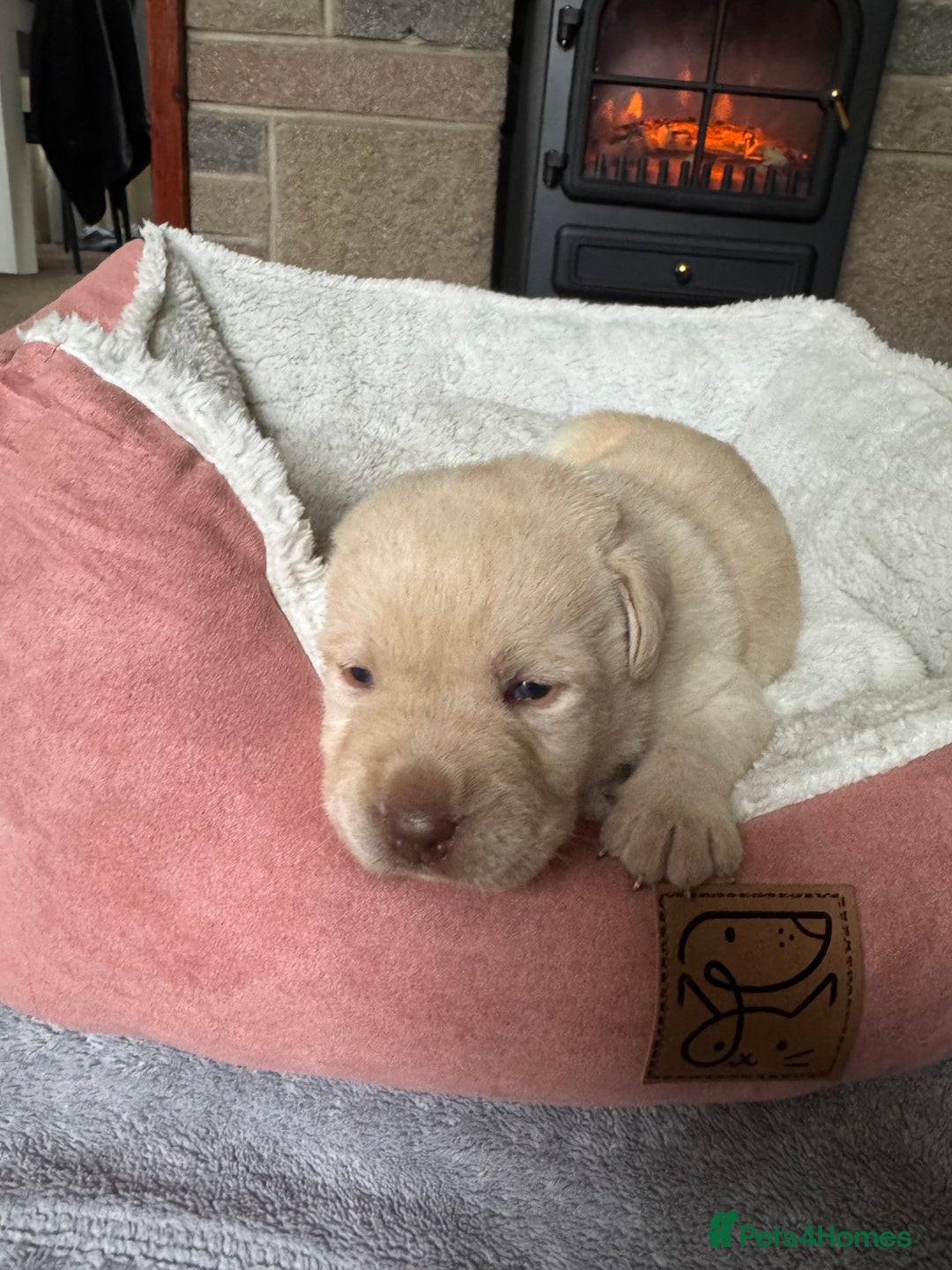 Labrador Retriever dogs for sale: Lablador retriever puppy’s  - Image 6
