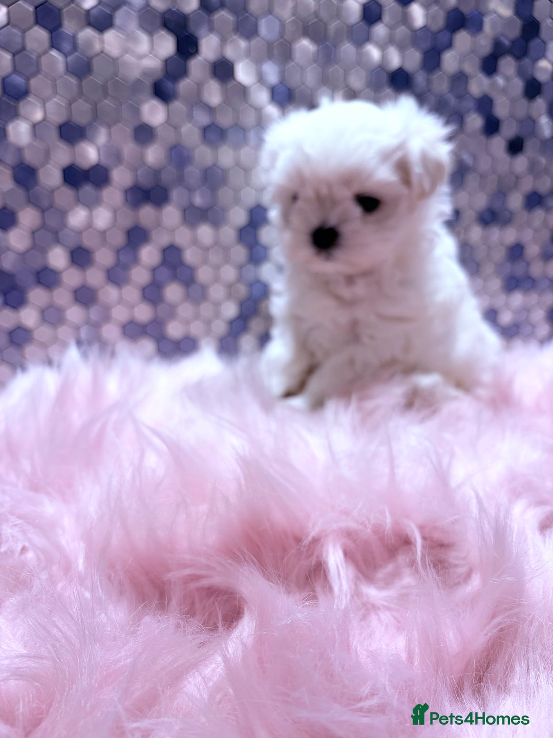 Maltese dogs for sale: ❤️🩵Full Korean Baby pups🩵❤️ - Advert 5