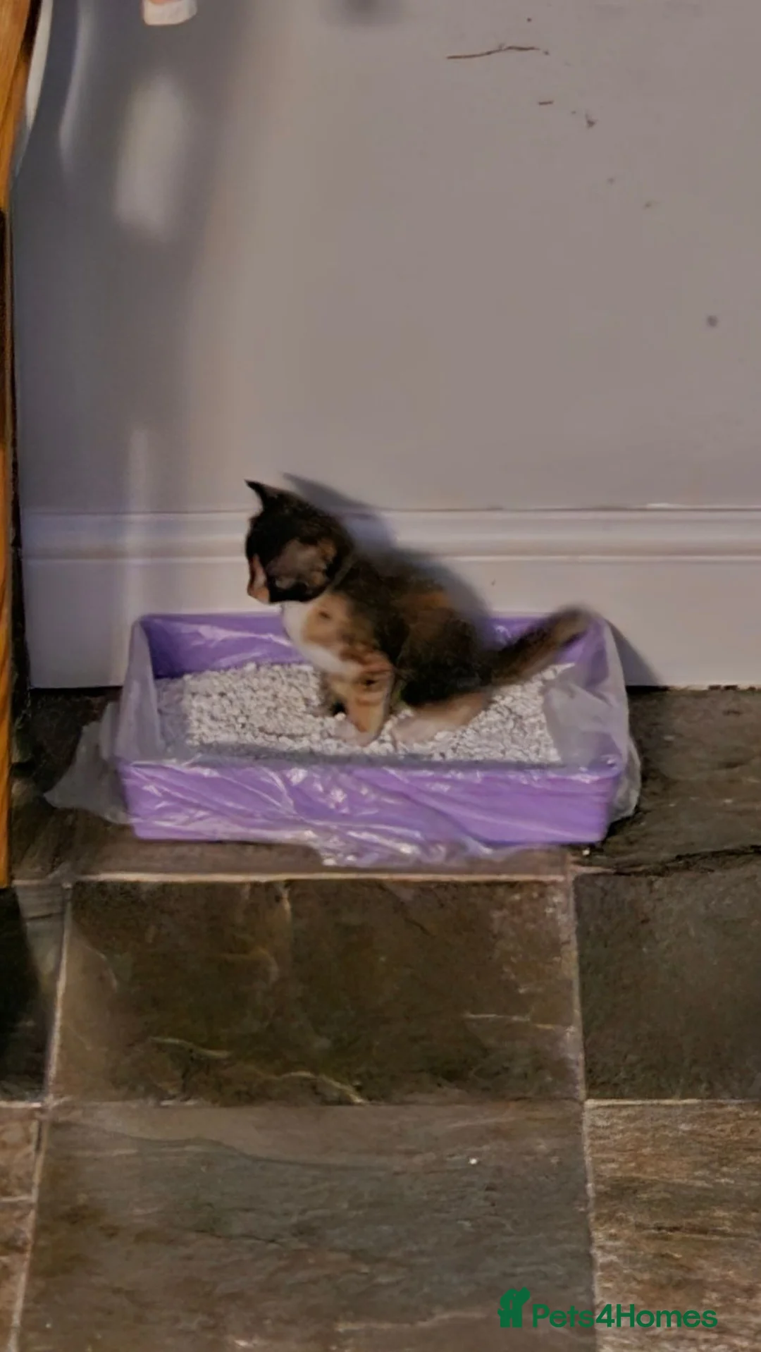 Mixed Breed cats for sale: Ragdoll mix - Advert 6