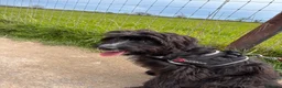Jackapoo dogs for sale: New home for playful Jackapoo in Chester - Advert 2