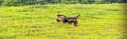 Dachshund dogs for sale: *Gamekeeper bred Wire Haired Dachshund Puppies* - Advert 8