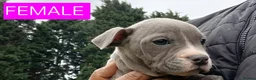 Staffordshire Bull Terrier dogs for sale: Blue Staffordshire bull terrier puppies in Birmingham - Advert 16