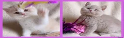 British Shorthair cats for sale: Gorgeous British Shorthairs Available TICA Reg - Advert 1