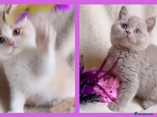 British Shorthair cats Gorgeous British Shorthairs Available TICA Reg - Advert 18
