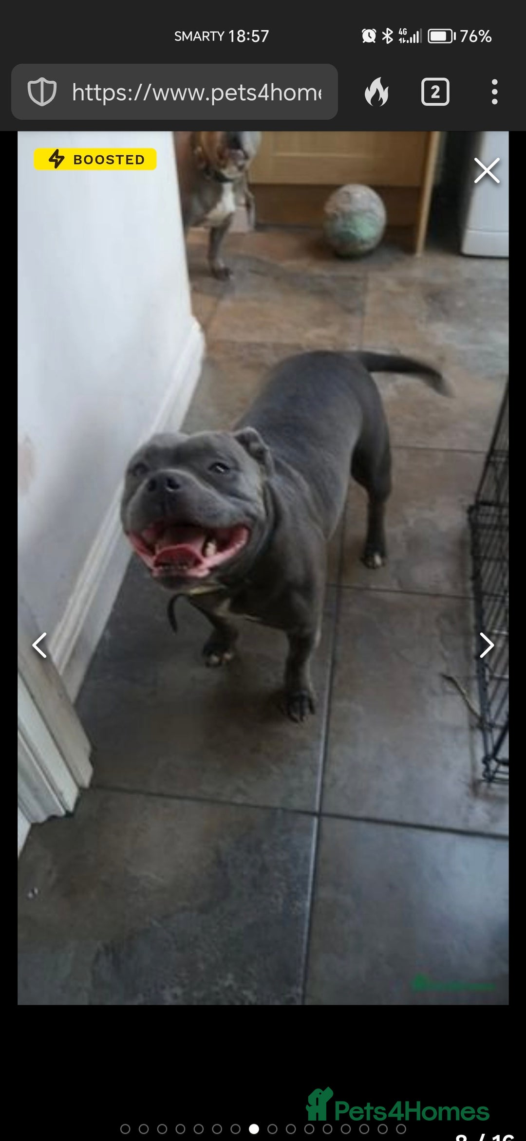 Staffordshire Bull Terrier dogs for sale: Blue chunky Staffordshire pups - Advert 3