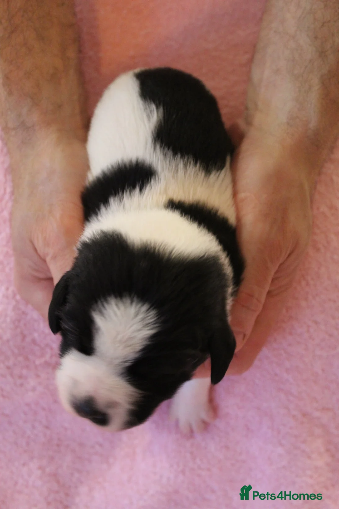 Sprollie dogs for sale: Intelligent & Affectionate Sprollie Puppies  - Advert 15