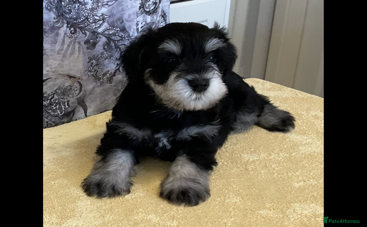 Miniature Schnauzer dogs - Advert 1